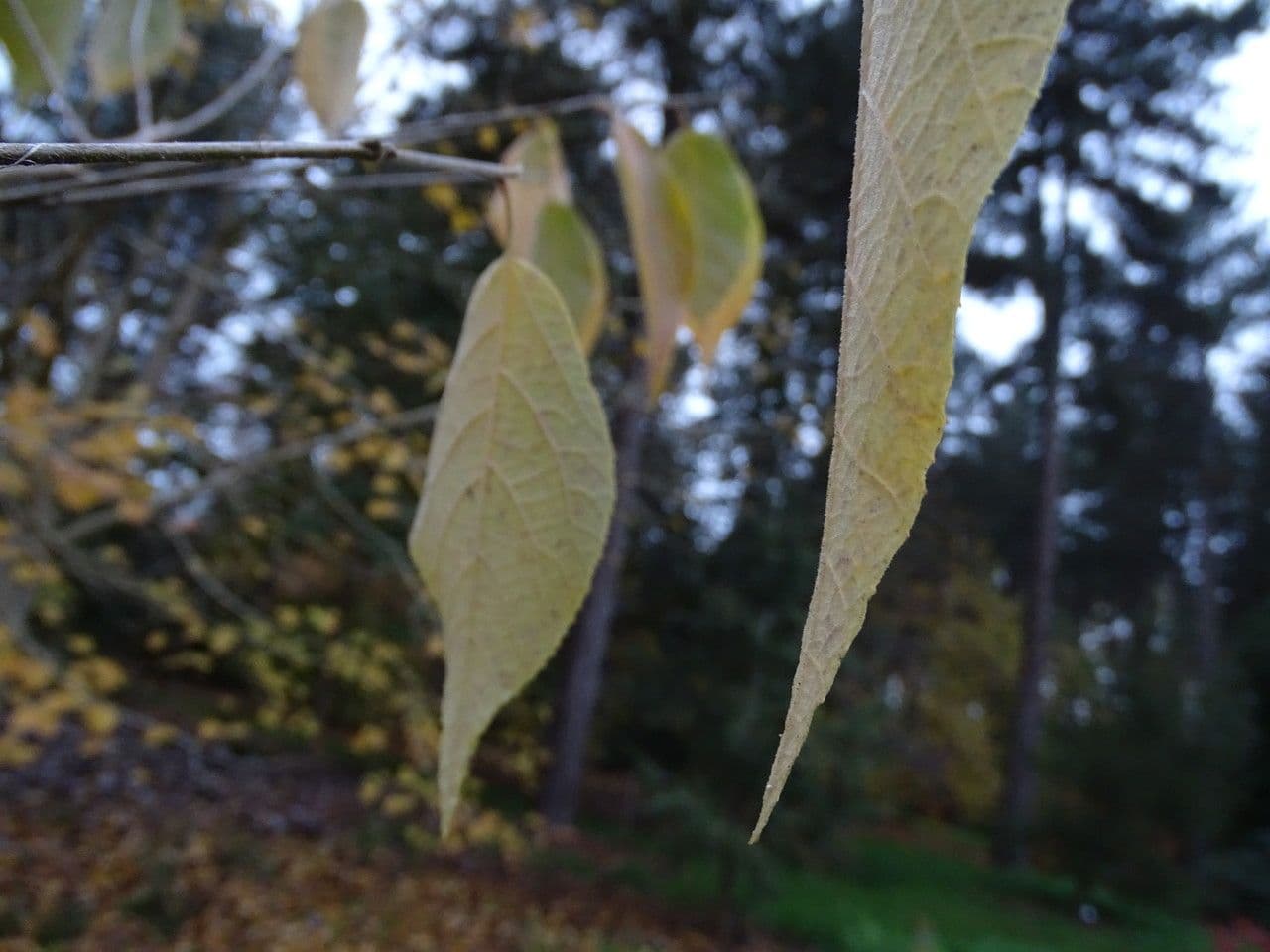 Sinowilsonia 6