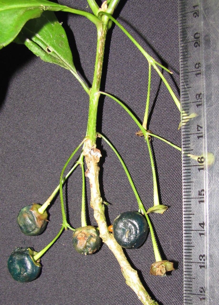 Aegiphila 19