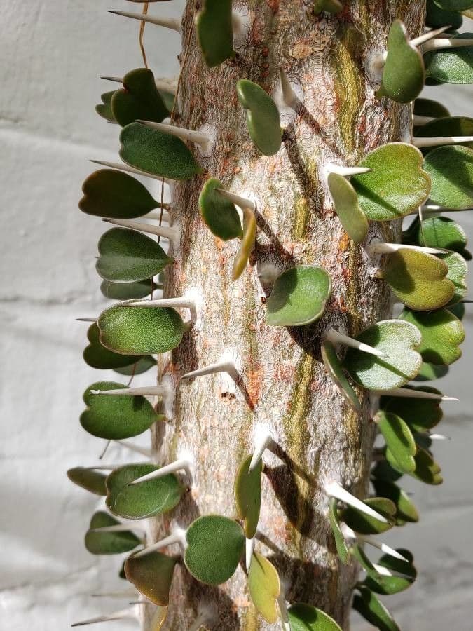 Alluaudia 5