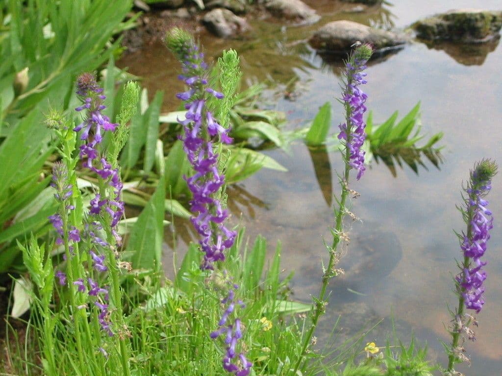 Lobelia 4