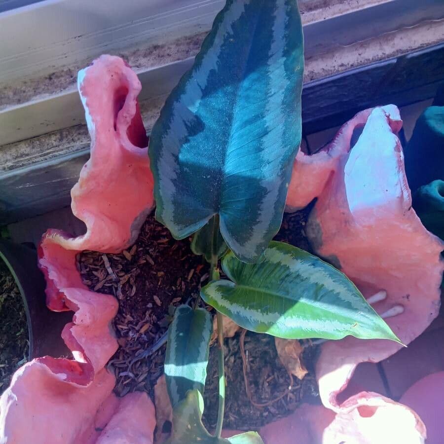 Schismatoglottis
