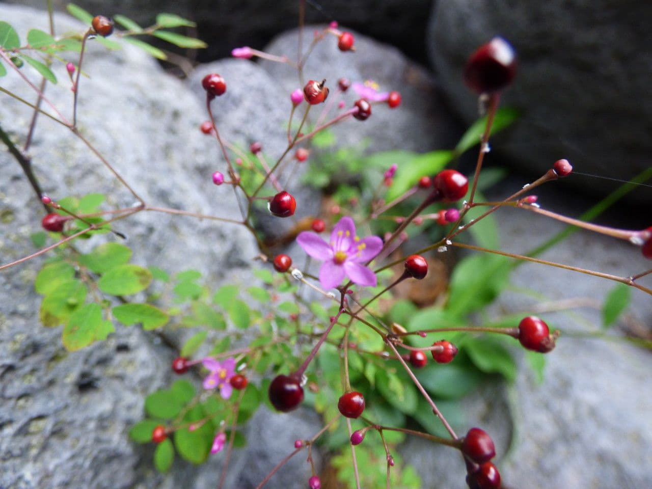 Talinum paniculatum 5