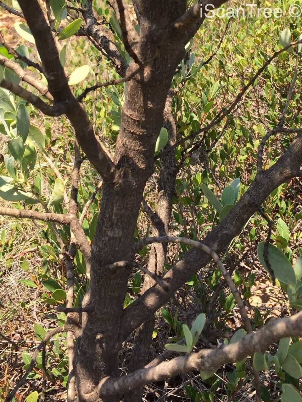 Lopholaena 11