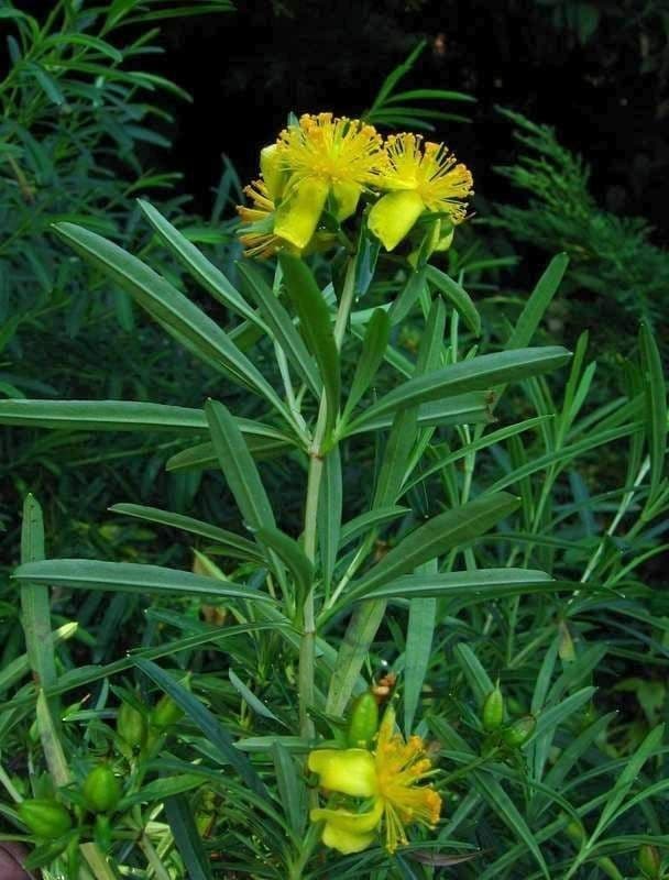 Millepertuis 13