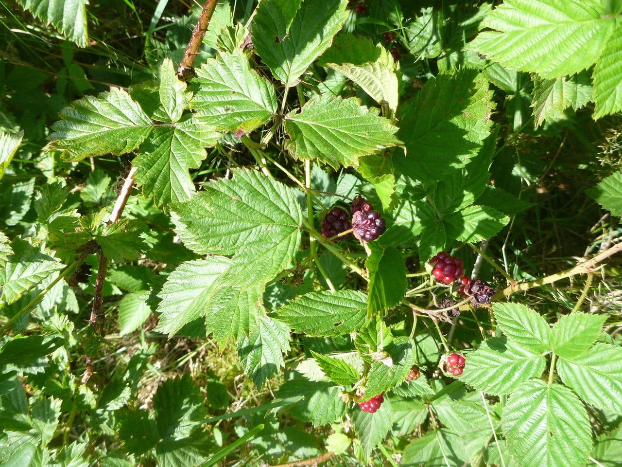 Rote Brombeere 8