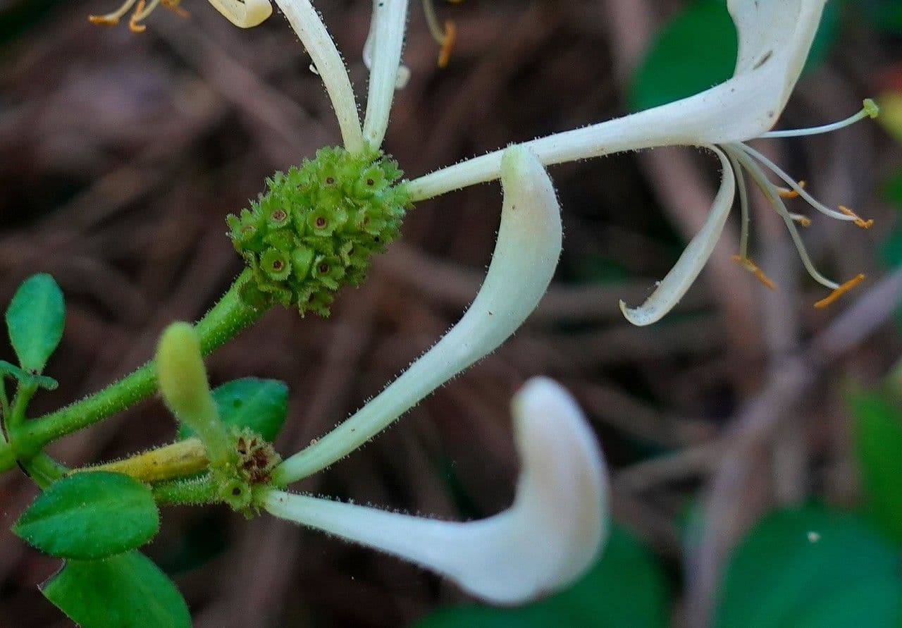 Wald-Geißblatt 2