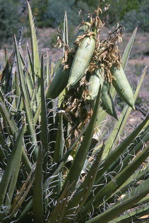 Yucca bacata 4