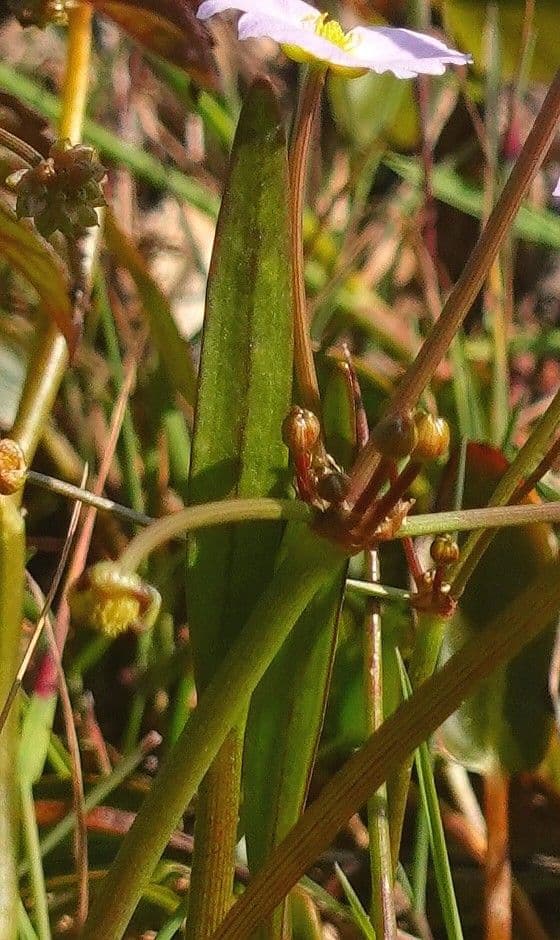 Alisma ranuncoloide 19