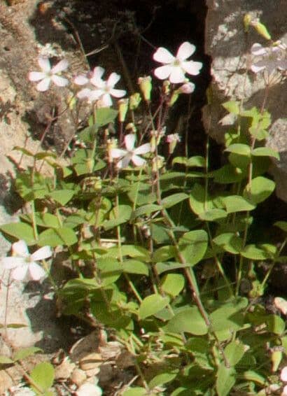 Silene rupestre 5