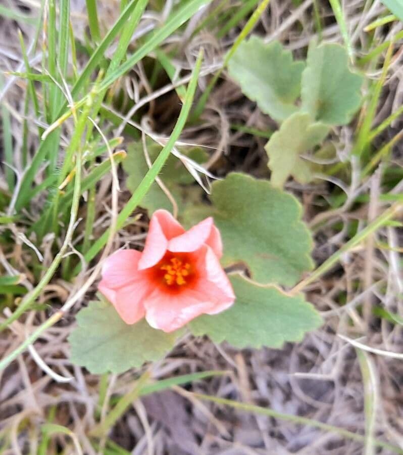 Krapovickasia flavescens 3