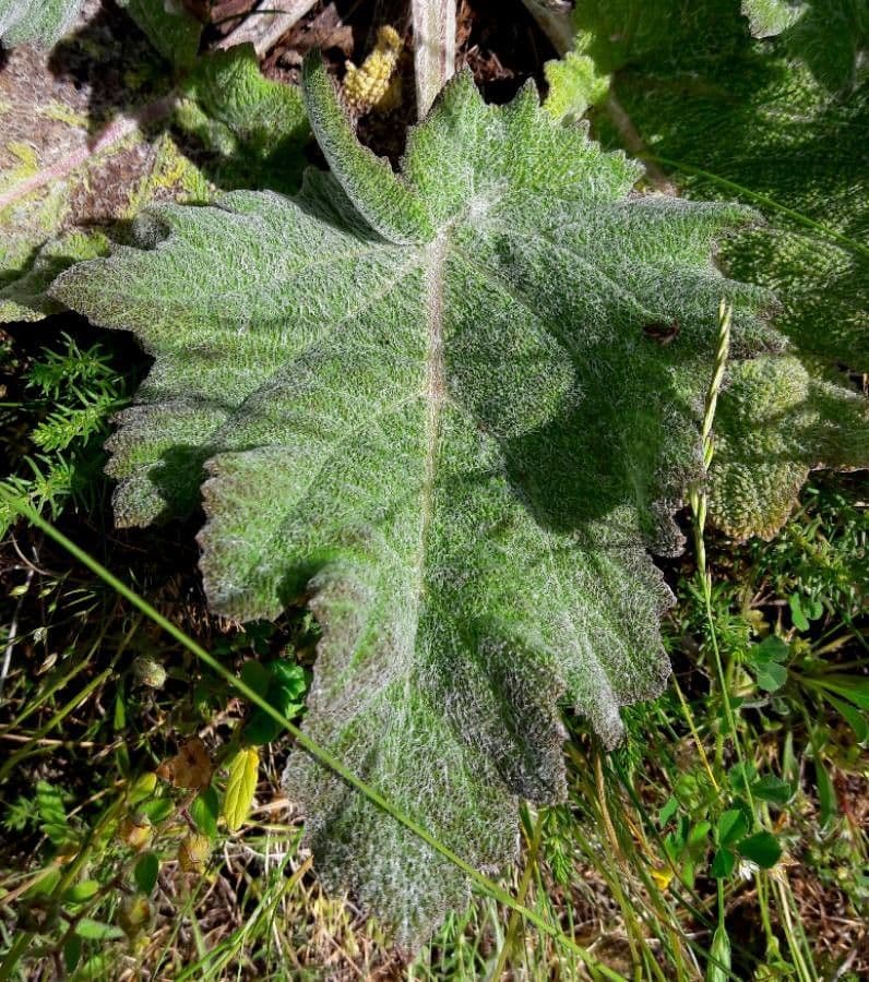 Salvia etiope 18
