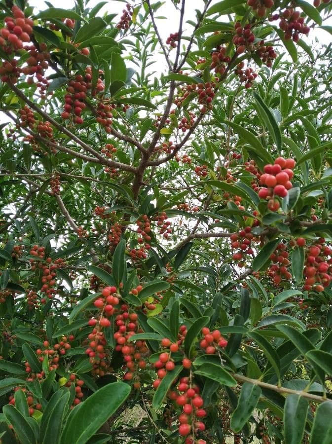 Citharexylum 27