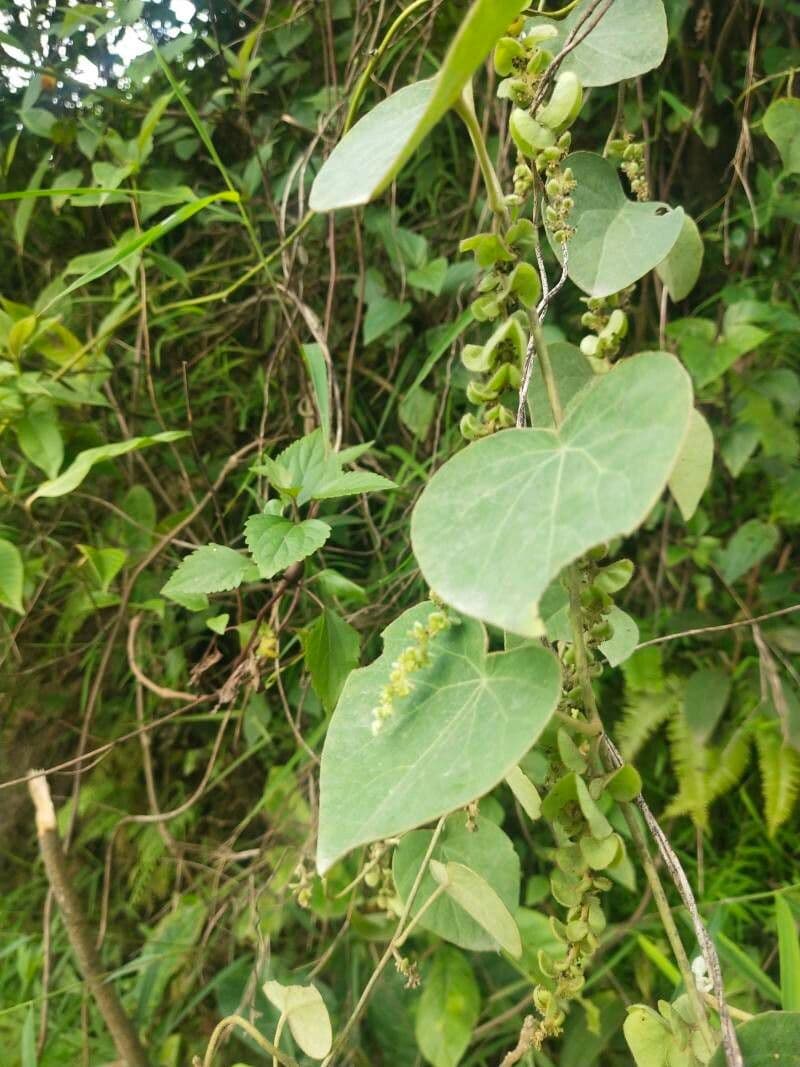 Cissampelos pareira 6