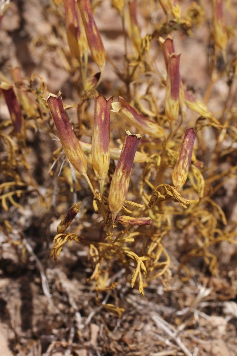 Cempasúchil multiflora 2