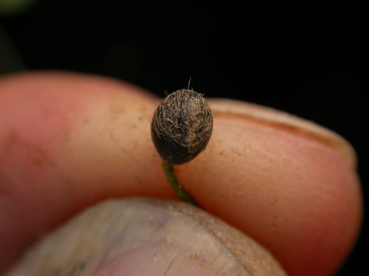 Marsilea minuta 16