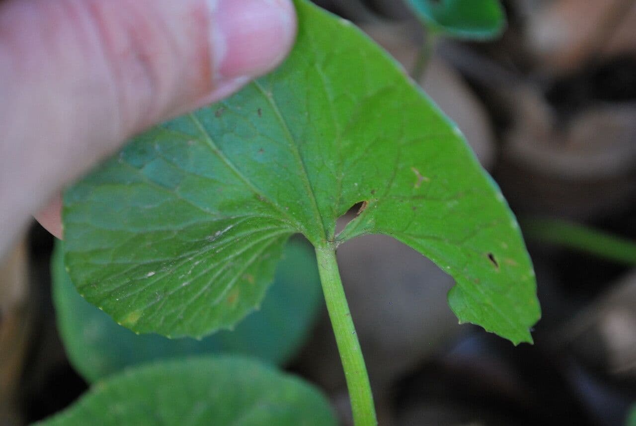 Centella asiatica 22