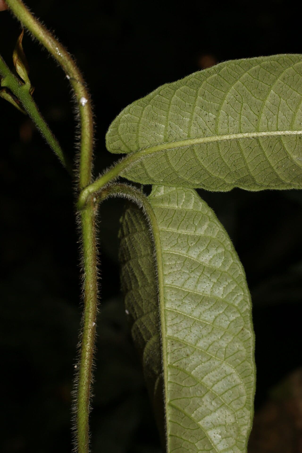Mandevilla 14