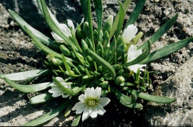 Lewisia del Nevada 7