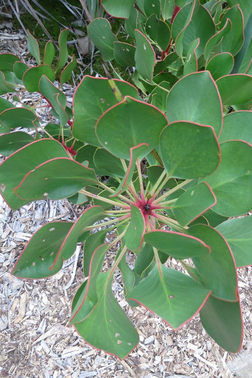 Protea carciofoide 27