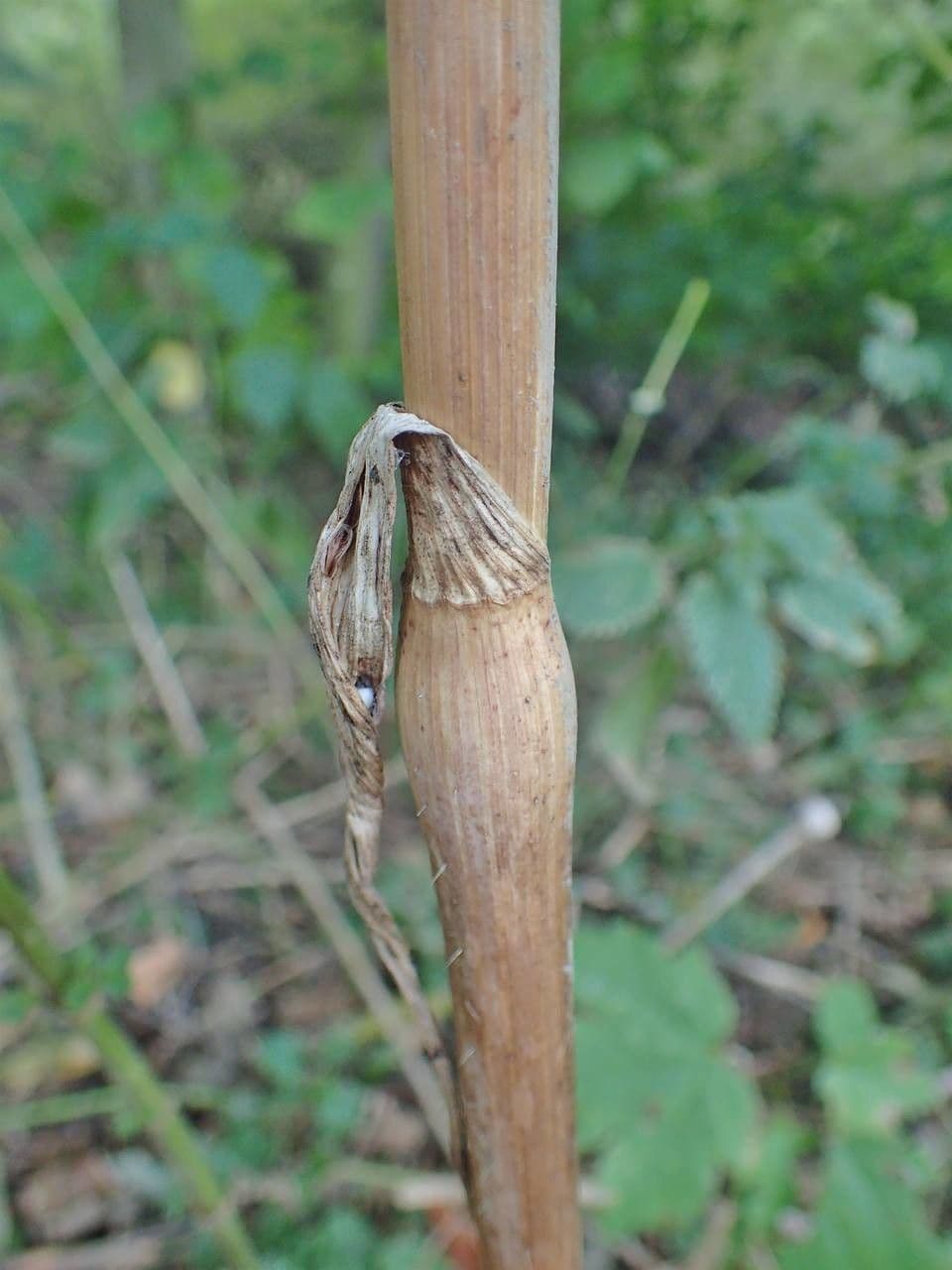 Kerbelrübe 22
