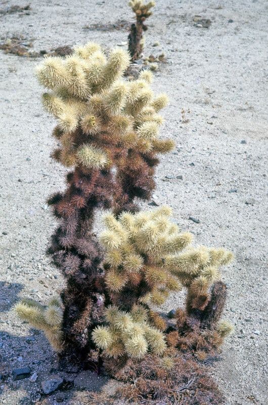 Cholla orsacchiotto 16