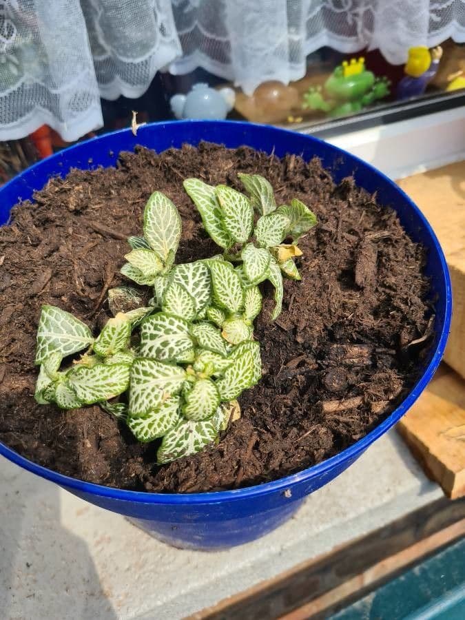 Fittonia 9