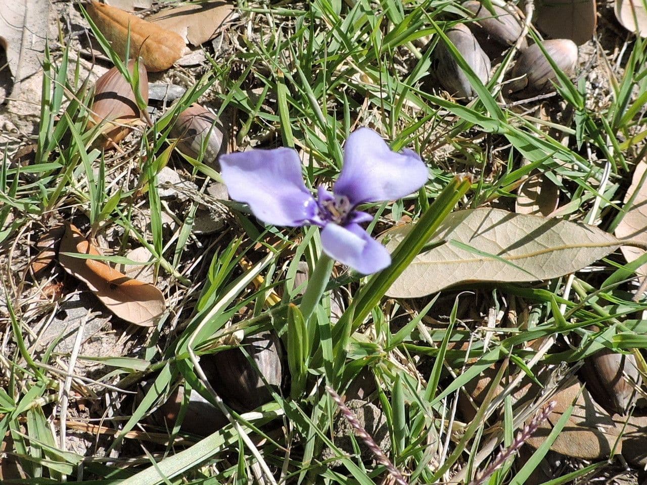 Herbertia lahue 7