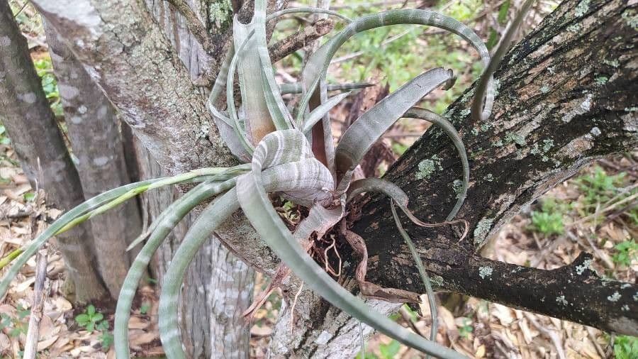 Tillandsia flexueuse 11