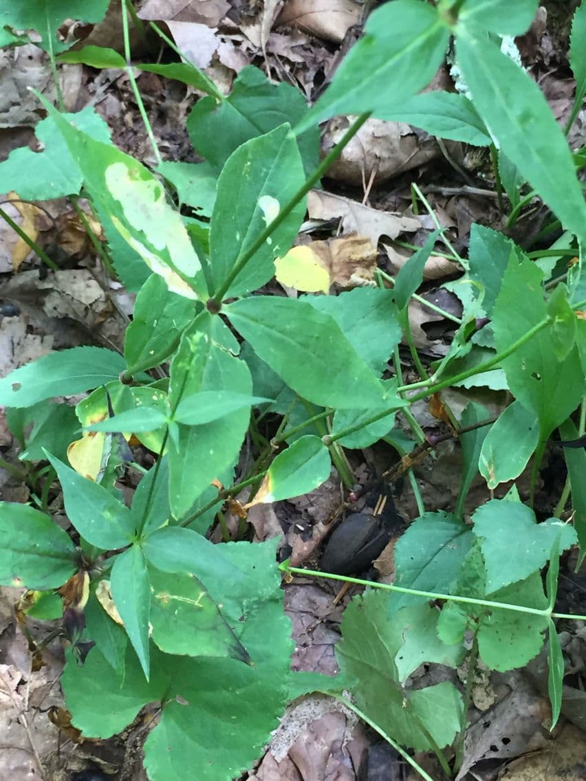 Silene stellata 12