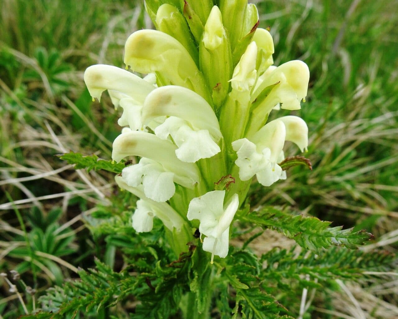 Pedicularis comosa 3