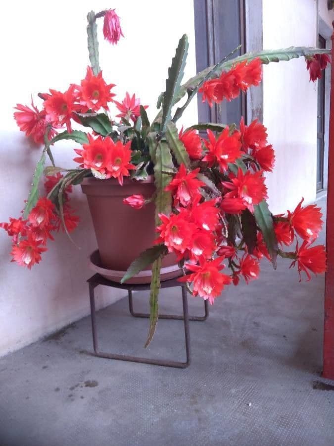 Disocactus 15