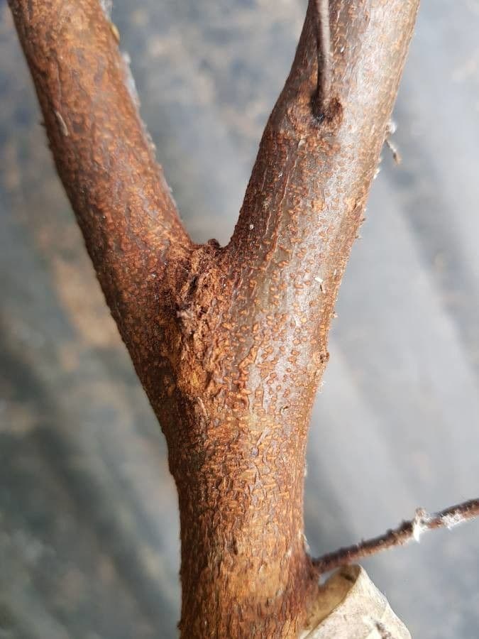 Rosmarinblättrige Grevillea 21