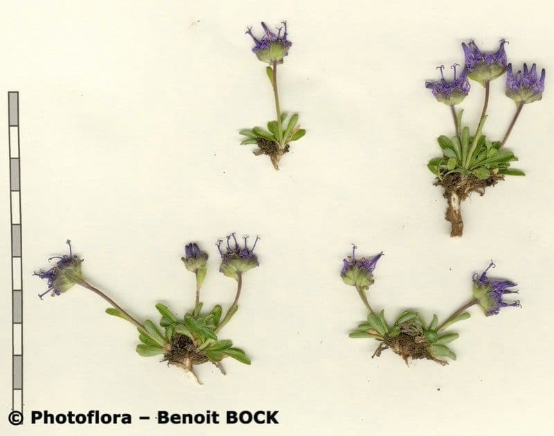 Phyteuma globulariifolium 19
