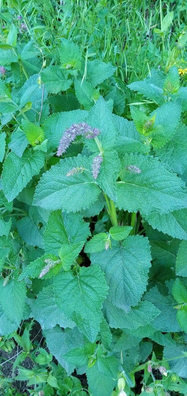 Salvia verticillata 20