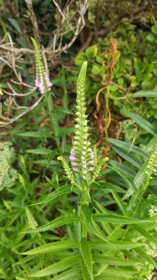 Physostegia virginiana 17