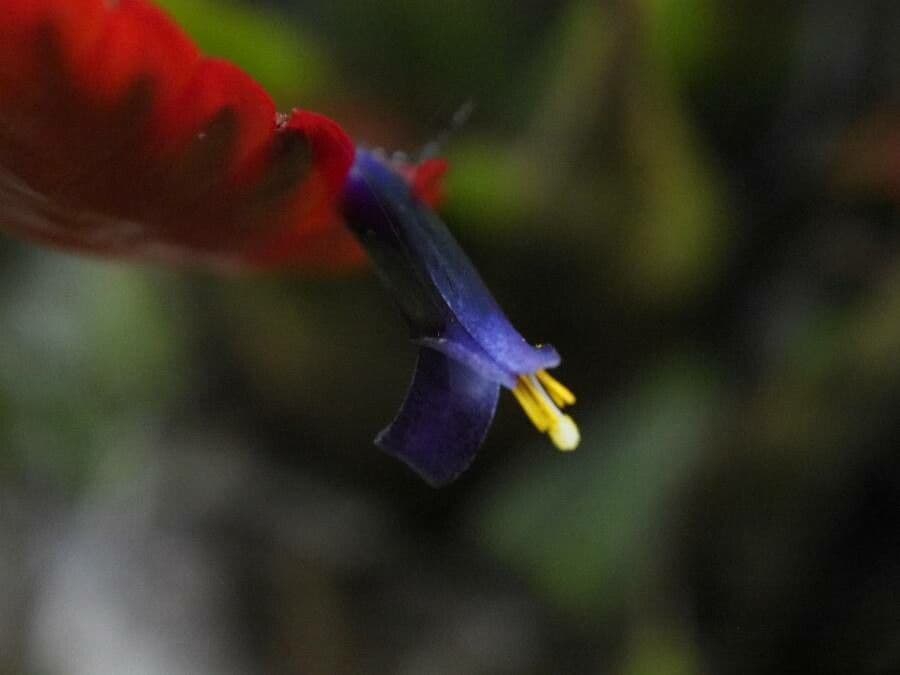 Tillandsia multicaulis 2