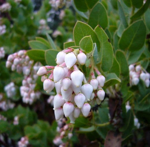 Arctostaphylos