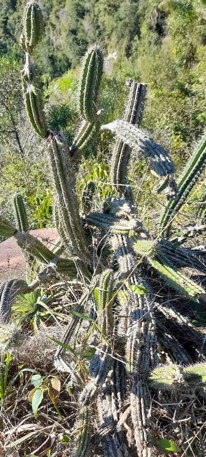 Praecereus euchlorus 3