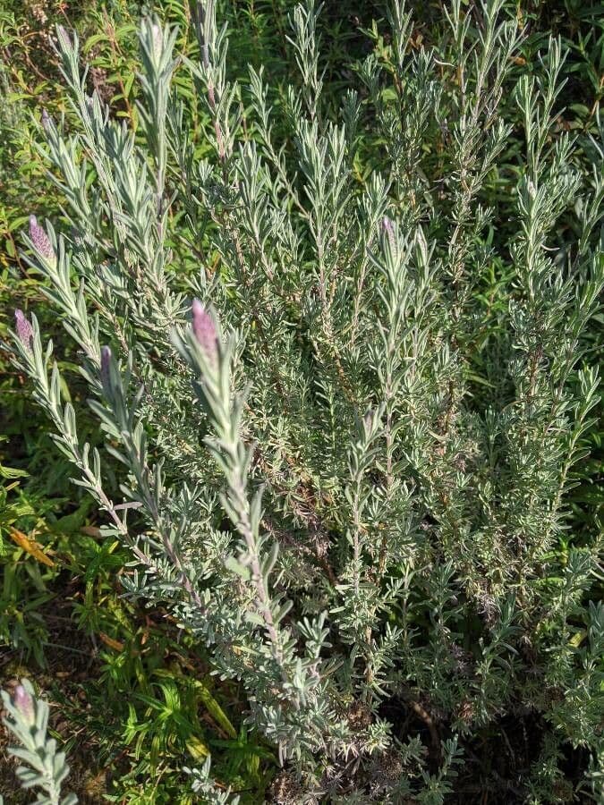 Lavanda selvatica 14