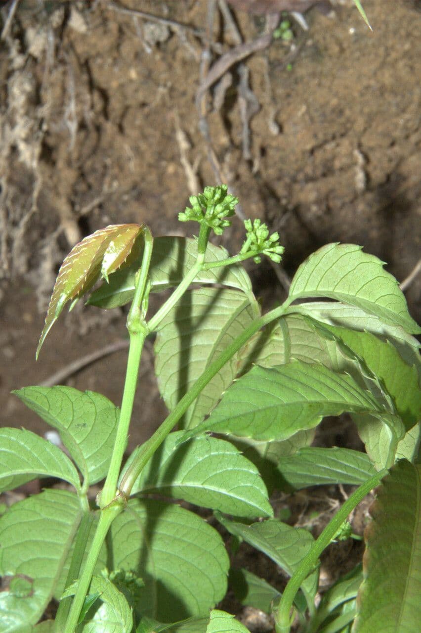 Tetrastigma 6