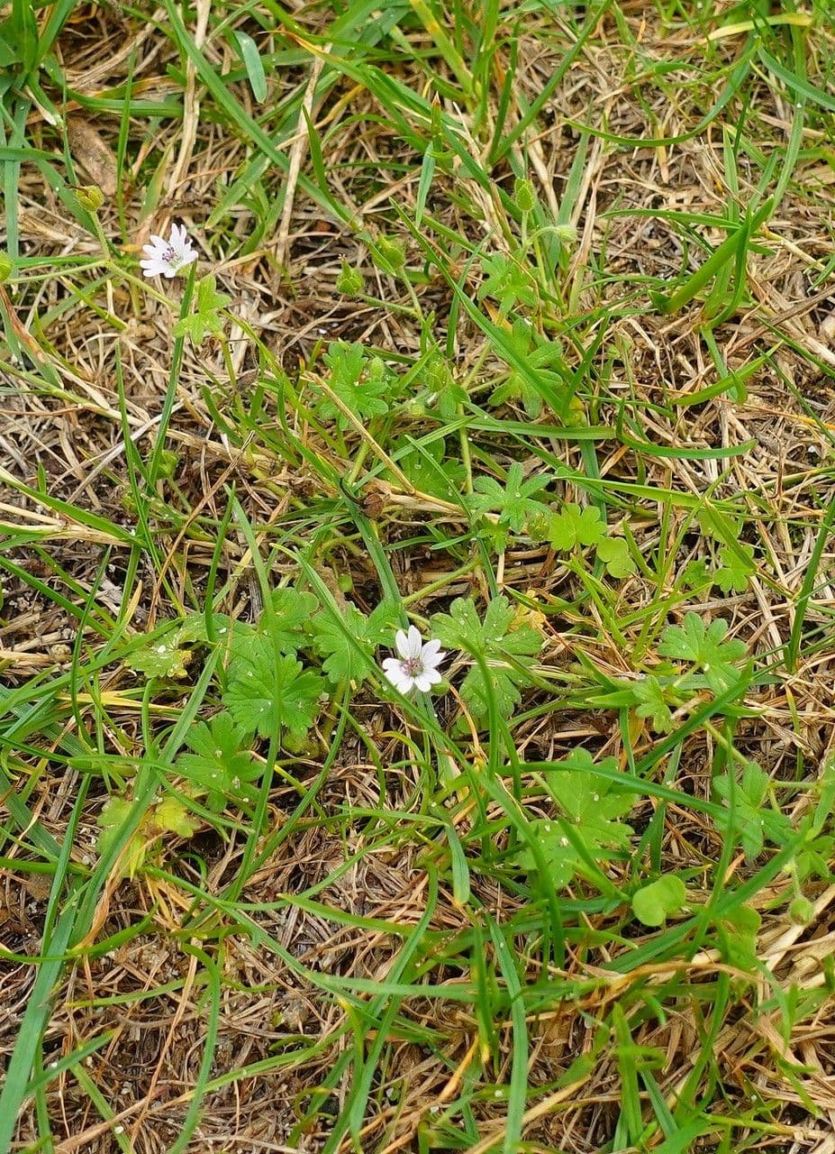Géranium fluet 15