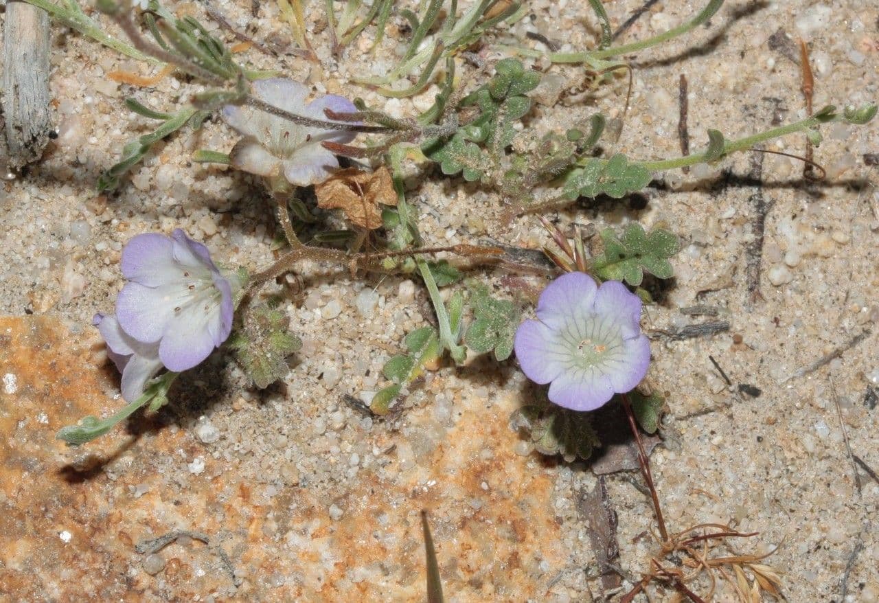 Douglas-Phacelia 3