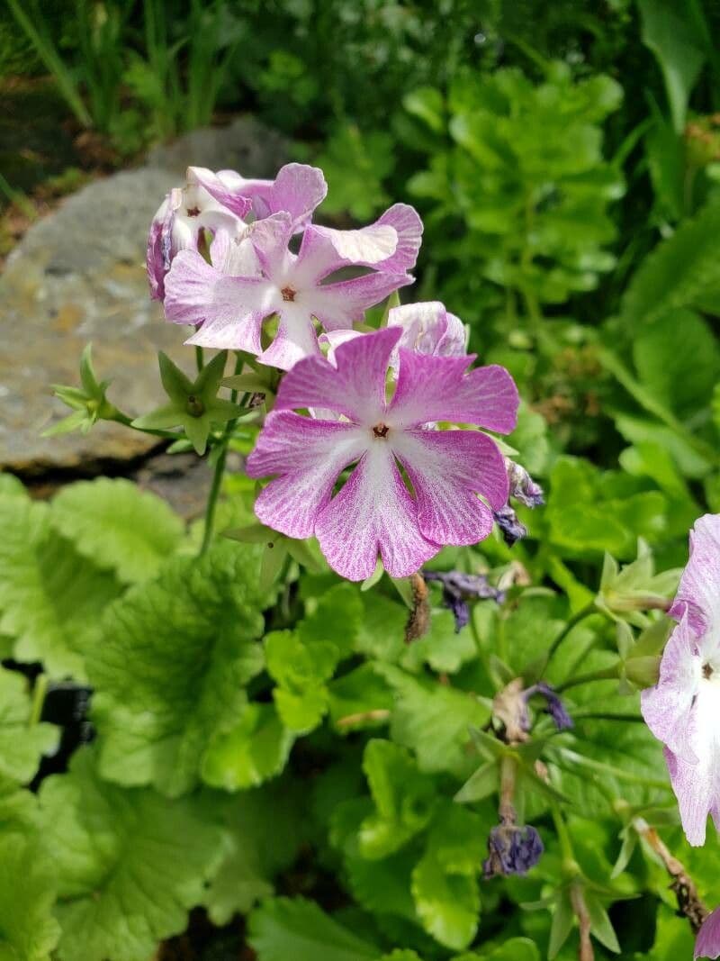 Primula di Siebold 2