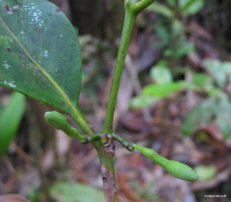Cyclophyllum 6