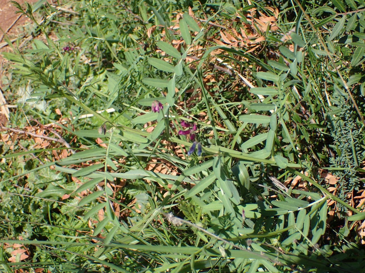Vesce à une fleur 14