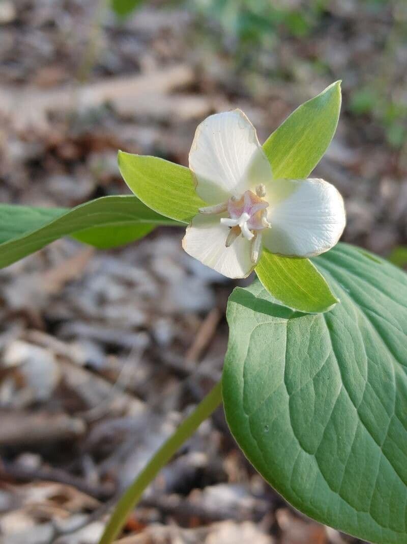 Trillium pochylone 8