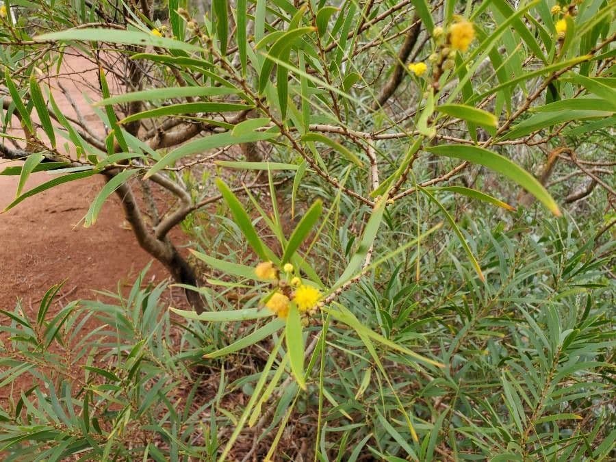 Acacia 8