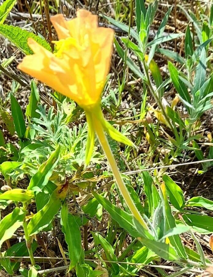 Onagre à fleurs longues 8