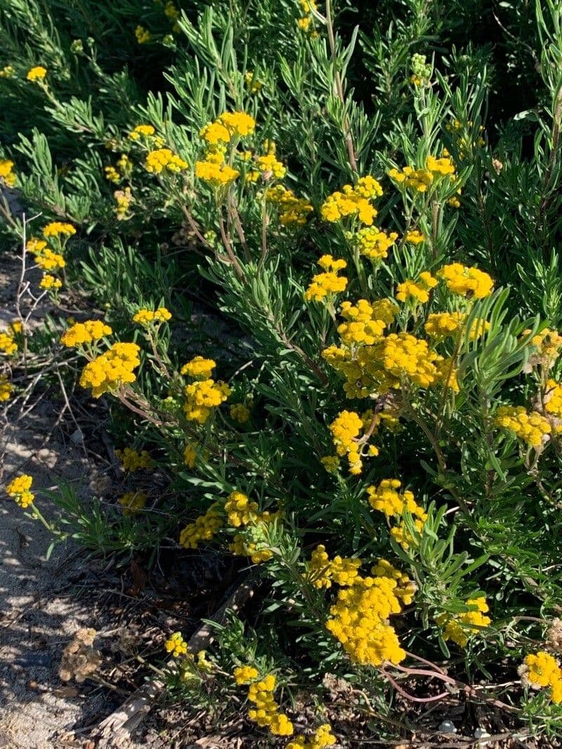 Eriophyllum 7