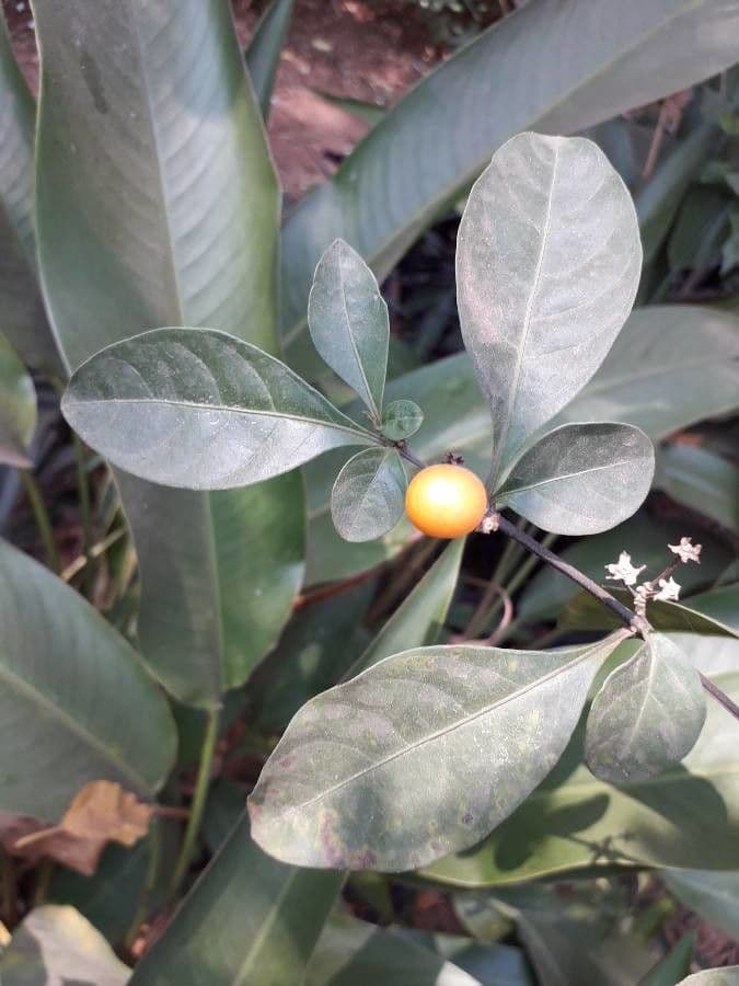 Solanum hindsianum 2